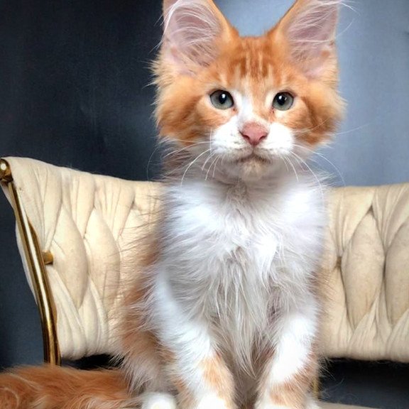 Maine Coon EZ Zahar