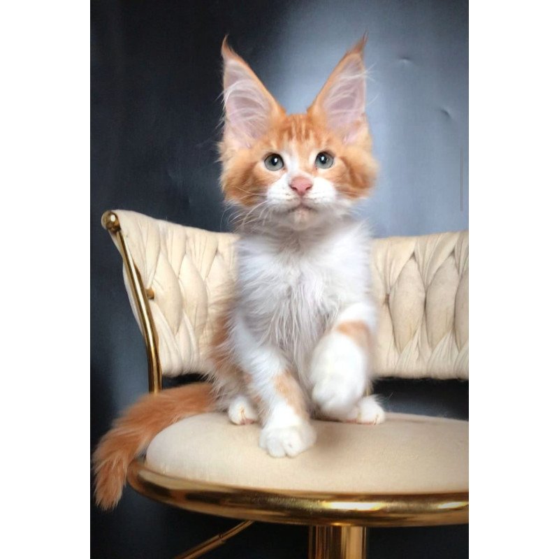 Maine Coon EZ Zahar