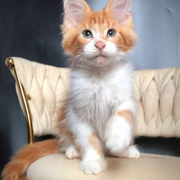 Maine Coon EZ Zahar