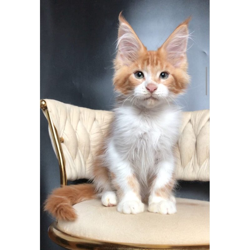 Maine Coon EZ Zahar