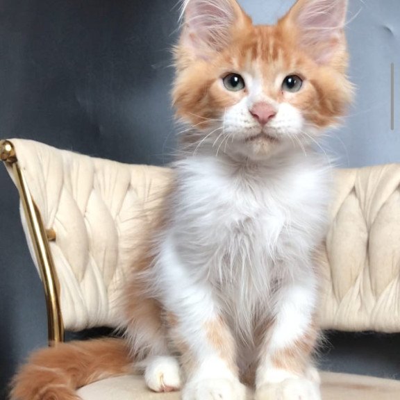 Maine Coon EZ Zahar
