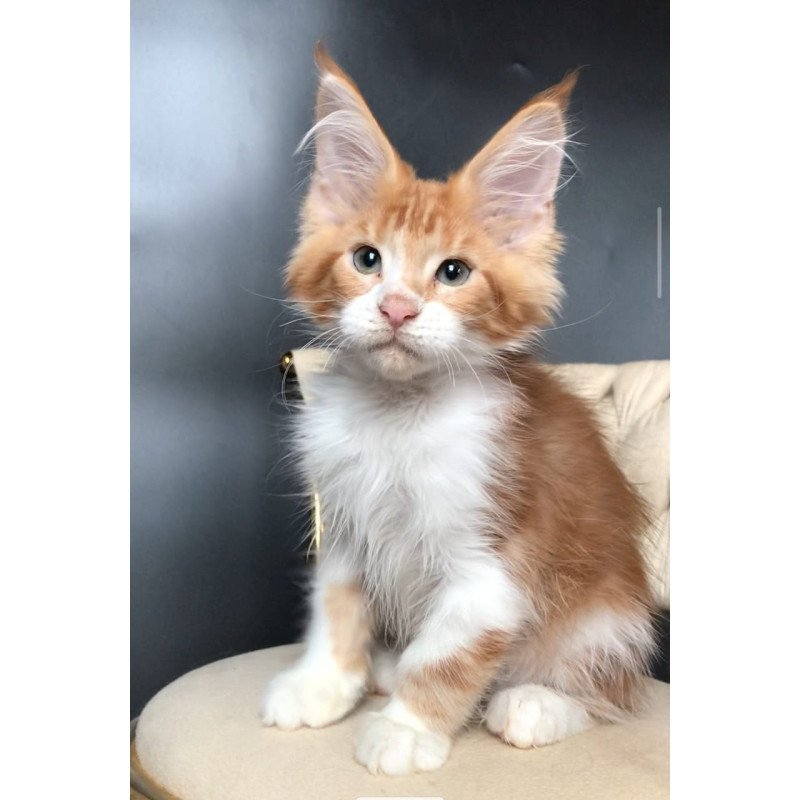 Maine Coon EZ Zahar
