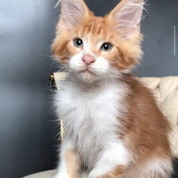 Maine Coon EZ Zahar