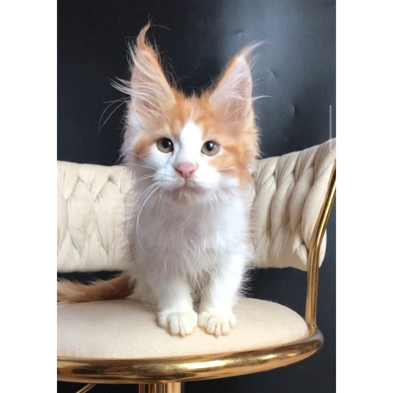 Maine Coon EZ Zevs