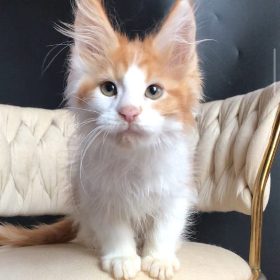 Maine Coon EZ Zevs