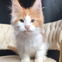 Maine Coon EZ Zevs