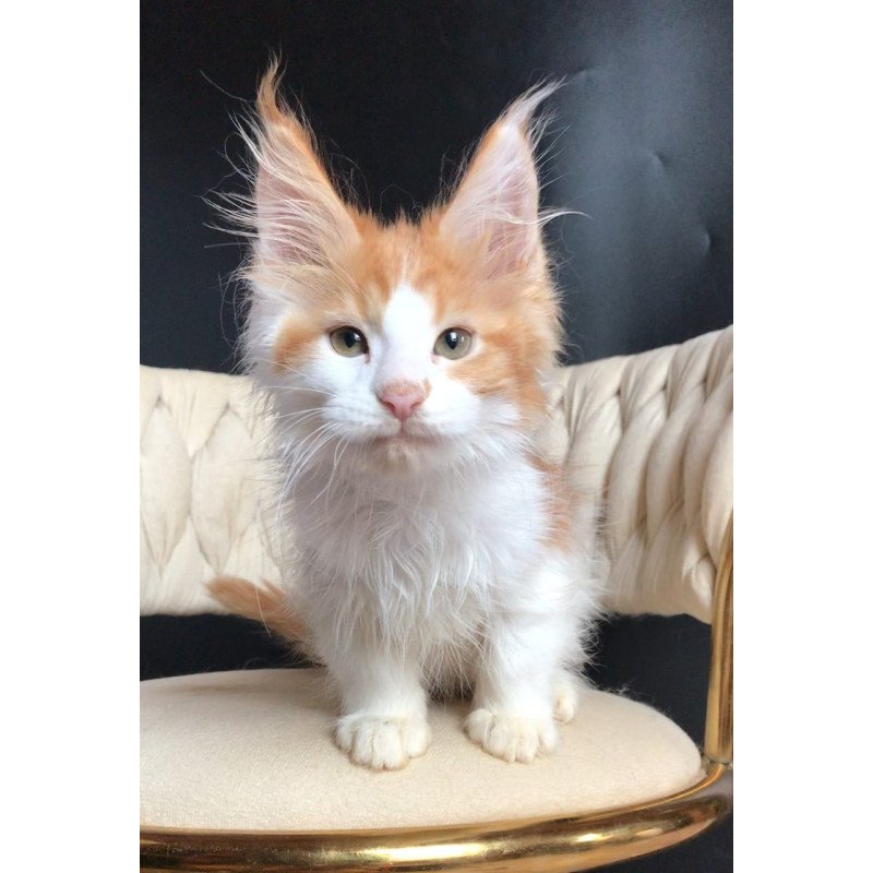 Maine Coon EZ Zevs