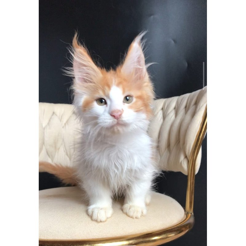 Maine Coon EZ Zevs