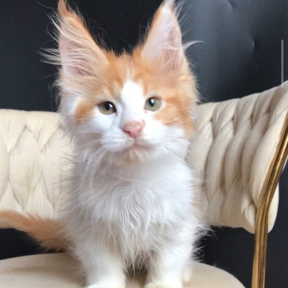 Maine Coon EZ Zevs