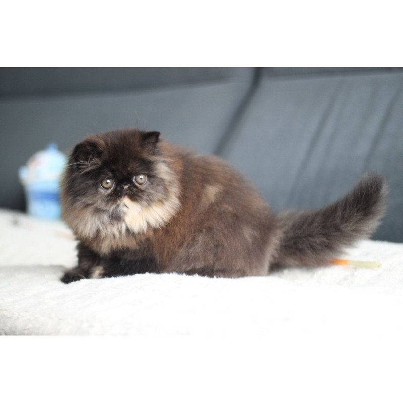 Persian EZ Cintia