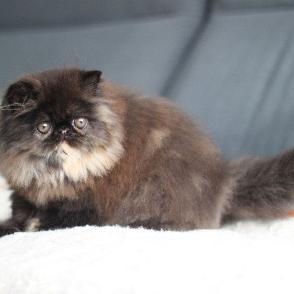 Persian EZ Cintia