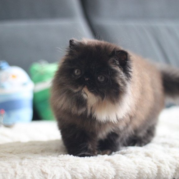 Persian EZ Cintia