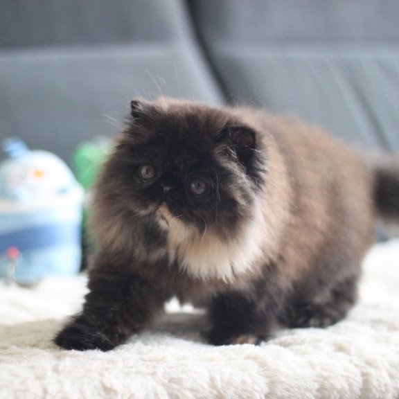 Persian EZ Cintia