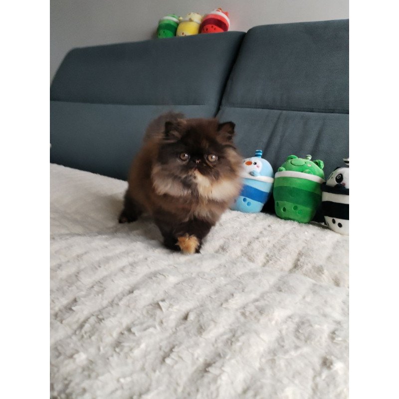 Persian EZ Cintia