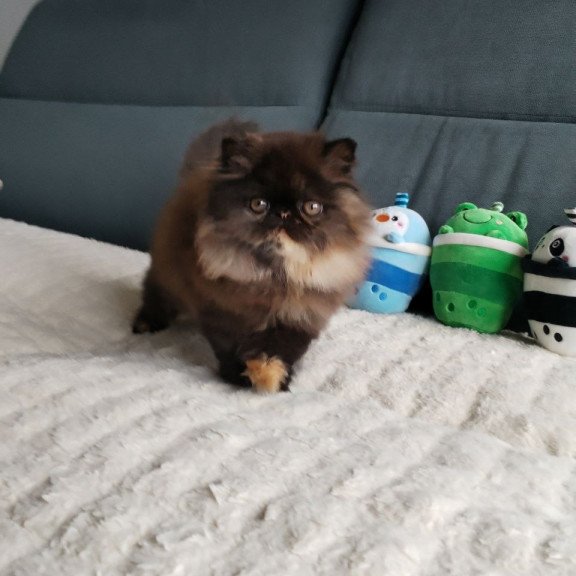 Persian EZ Cintia