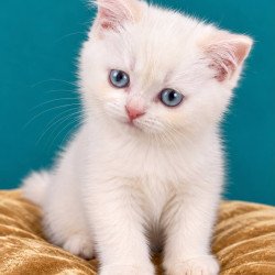 British NAN Kittens are in...