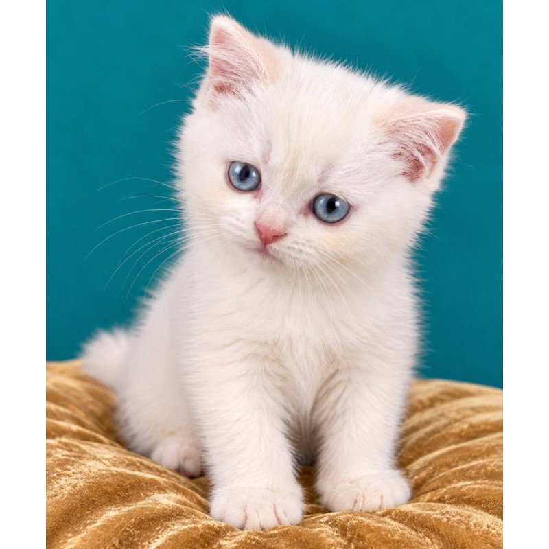 British NAN Kittens are in NY Max
