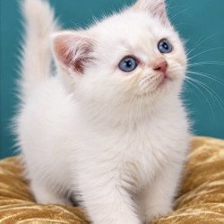 British NAN Kittens are in...