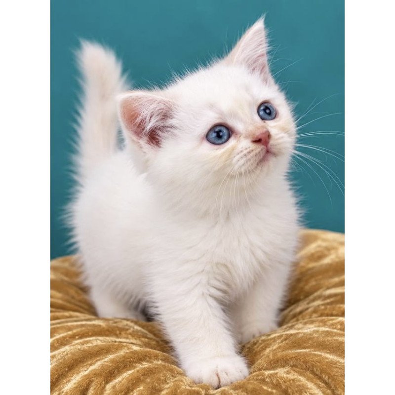 British NAN Kittens are in NY Molly