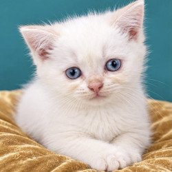 British NAN Kittens are in...