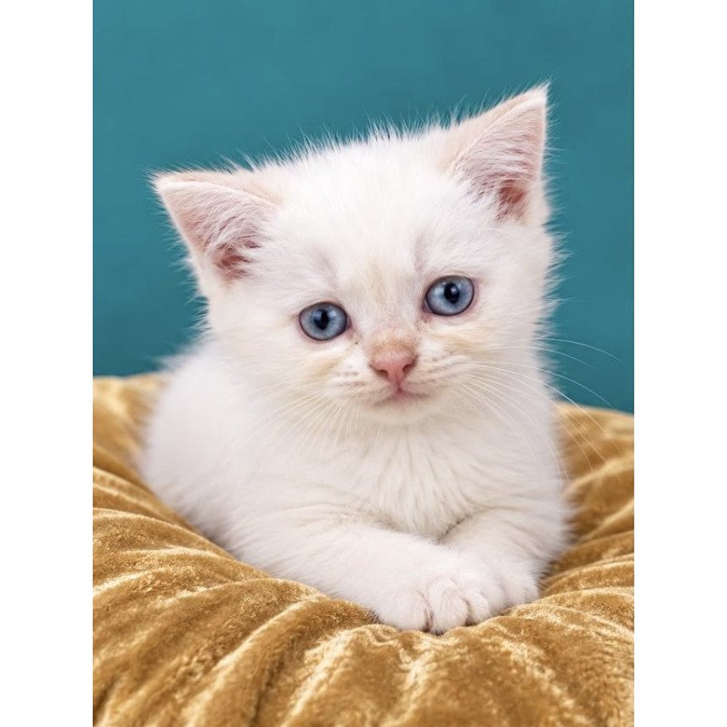 British NAN Kittens are in NY Molly