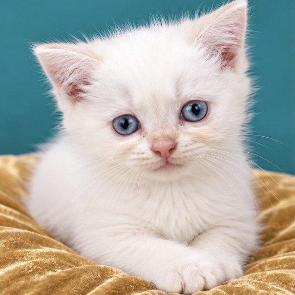 British NAN Kittens are in NY Molly
