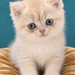 British NAN Kittens are in...