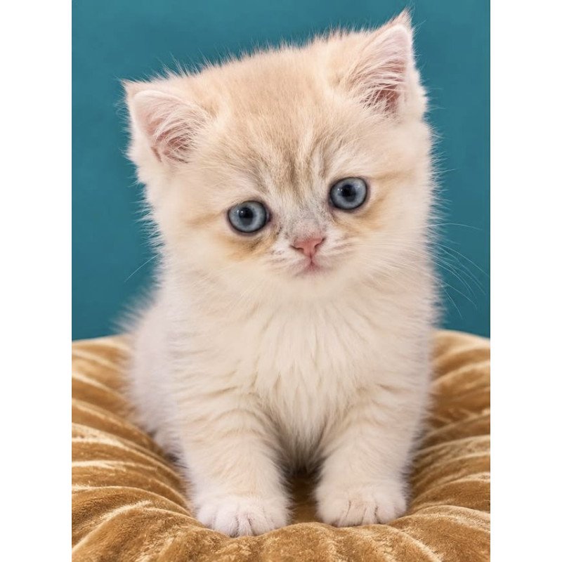 British NAN Kittens are in NY Mila