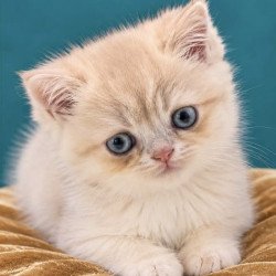 British NAN Kittens are in...