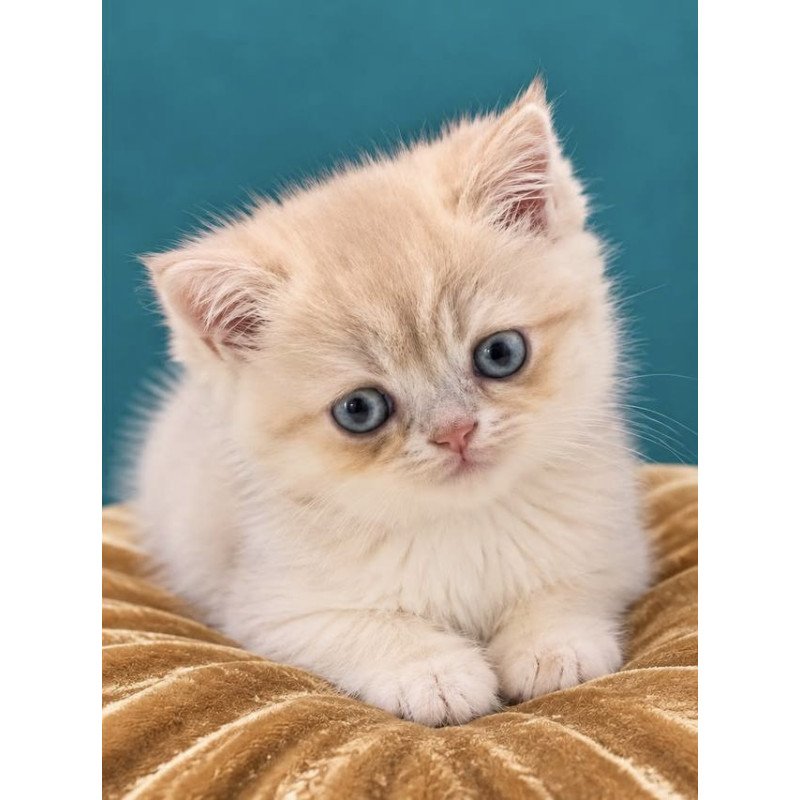 British NAN Kittens are in NY Mila