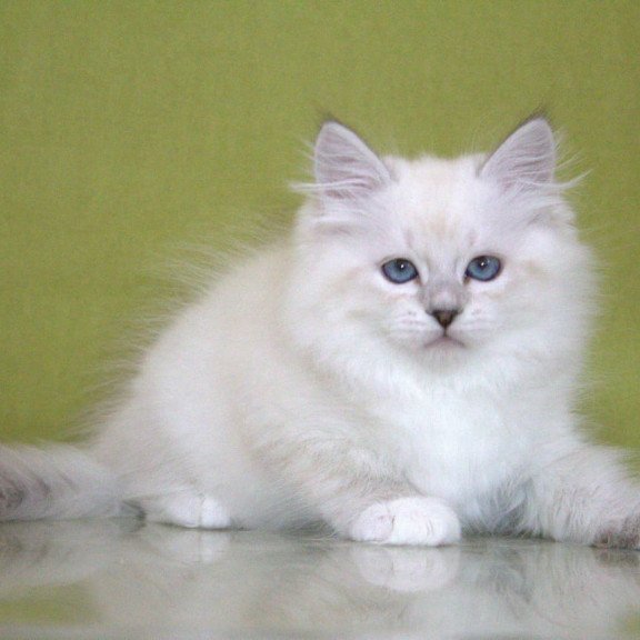 Siberian NOV Heather