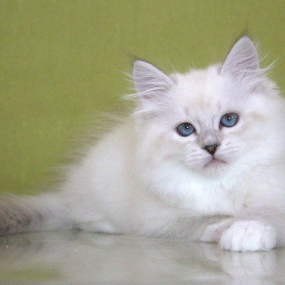 Siberian NOV Heather