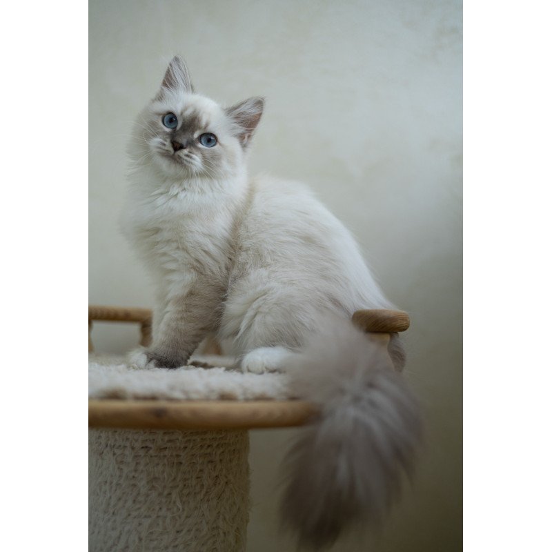 Siberian NOV Helena