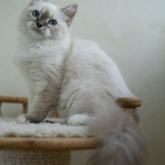 Siberian NOV Helena