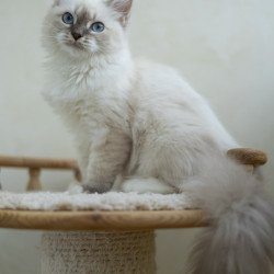 Siberian NOV Helena
