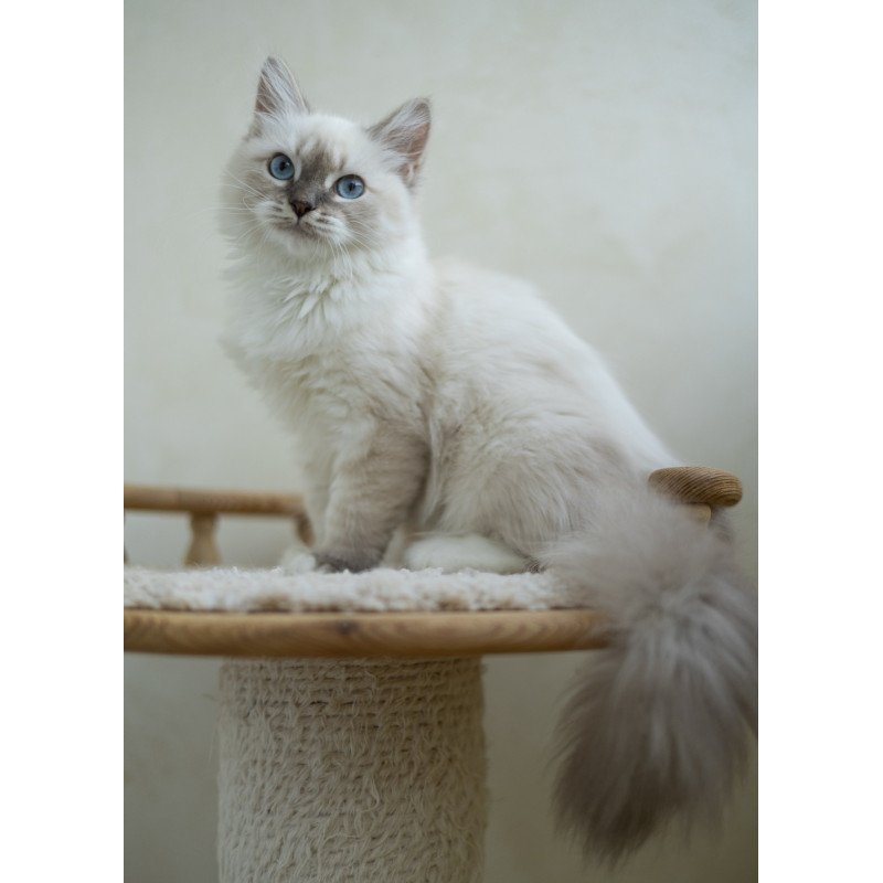 Siberian NOV Helena
