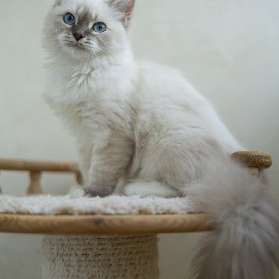 Siberian NOV Helena