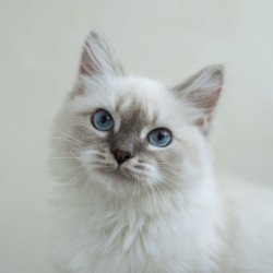 Siberian NOV Helena