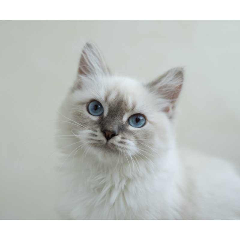 Siberian NOV Helena
