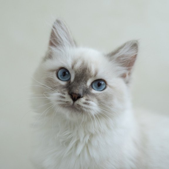 Siberian NOV Helena
