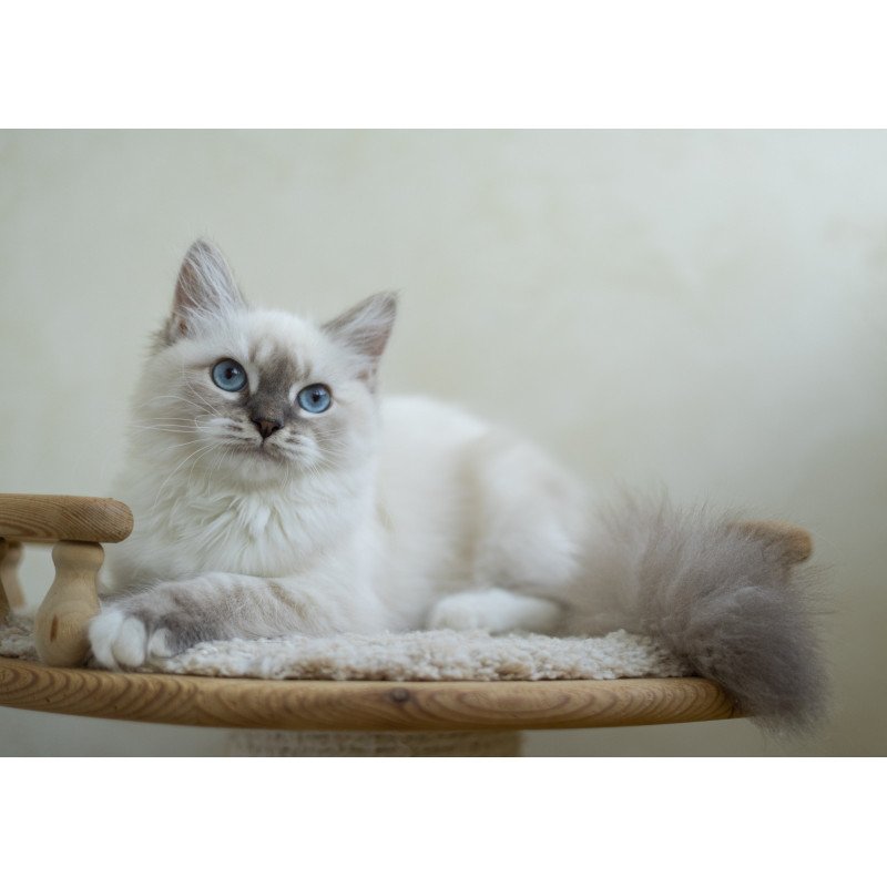 Siberian NOV Helena
