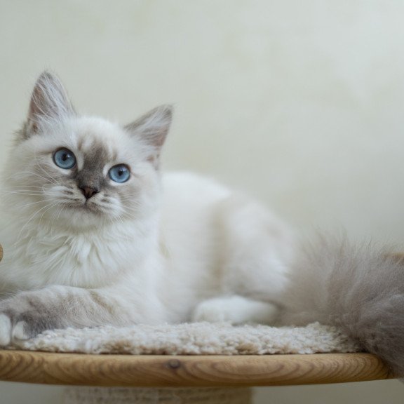 Siberian NOV Helena