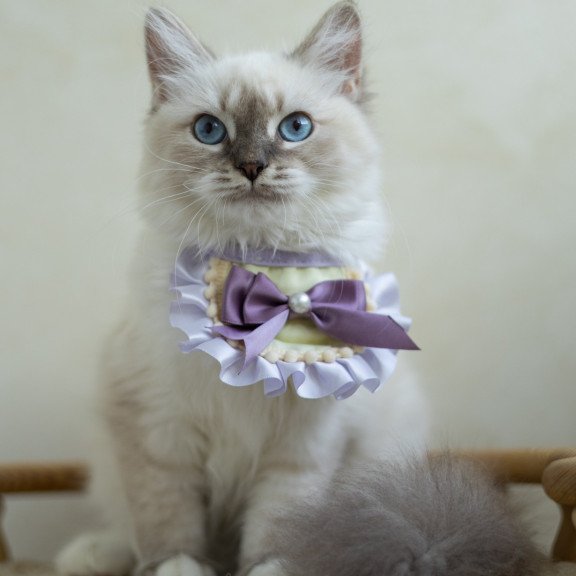 Siberian NOV Helena