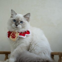 Siberian NOV Honey