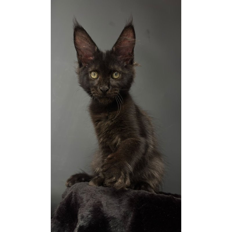 Maine Coon NOV Cherry