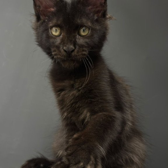 Maine Coon NOV Cherry