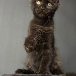 Maine Coon NOV Cherry