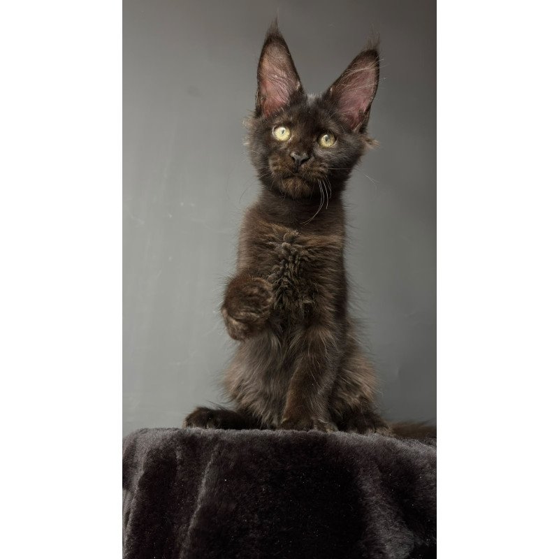 Maine Coon NOV Cherry