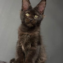 Maine Coon NOV Cherry