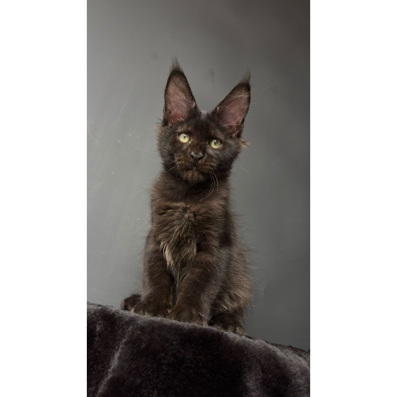 Maine Coon NOV Cherry